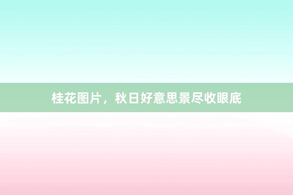 桂花图片，秋日好意思景尽收眼底